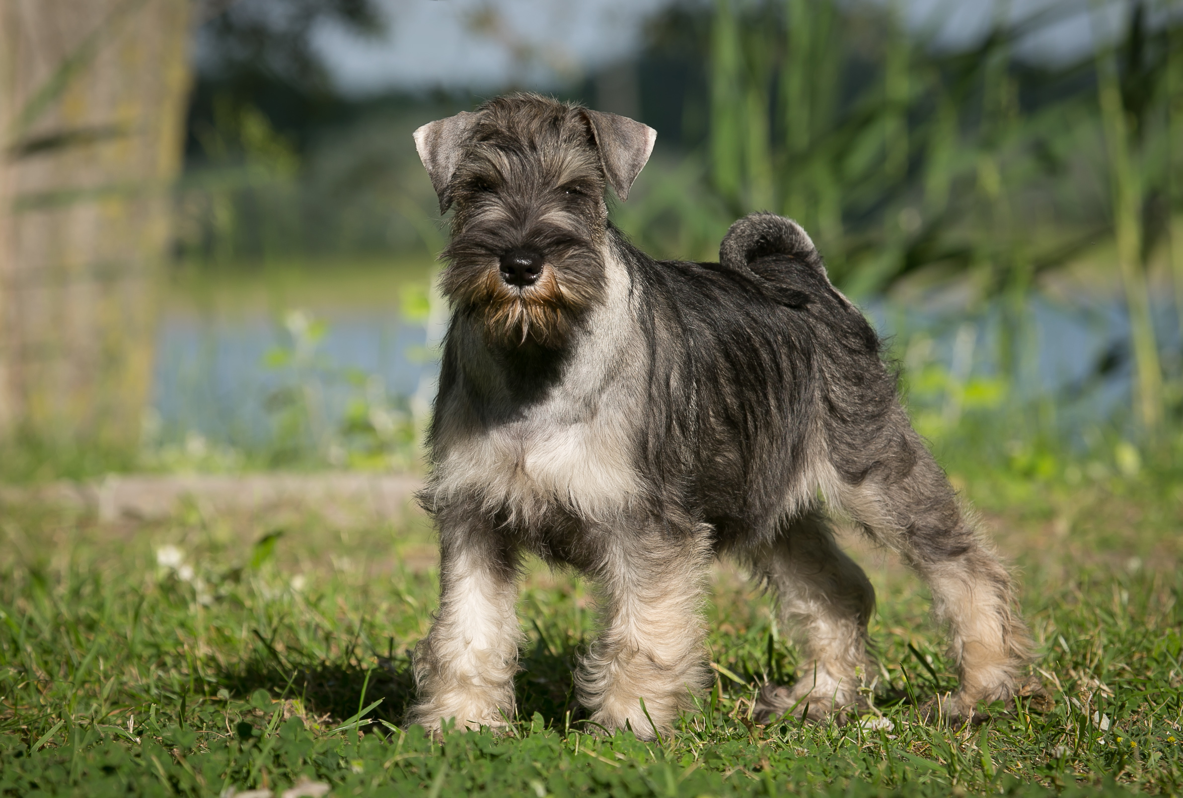 Schnauzer kölyök kutya